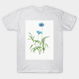 Cornflower - Botanical Illustration T-Shirt